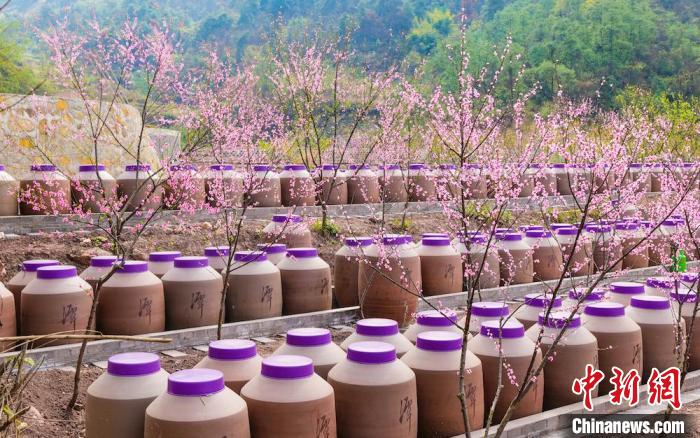 桃花和酒壇相映成趣?！∫足?攝