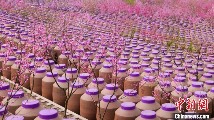 桃花和酒壇相映成趣?！∫足?攝