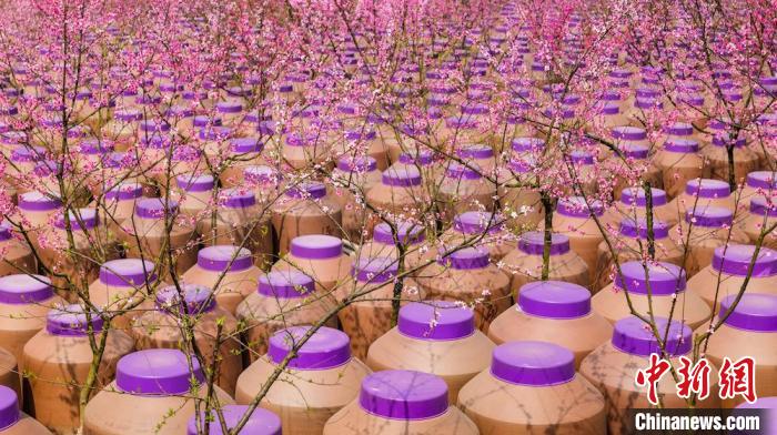 桃花和酒壇相映成趣?！∫足?攝