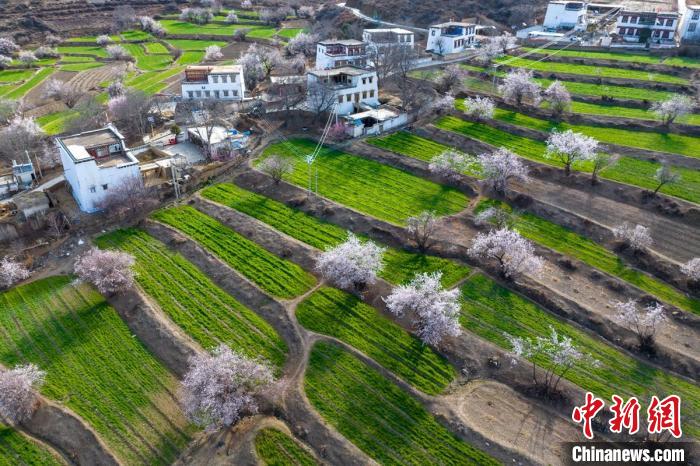 白松鎮(zhèn)層層麥田綠意盎然，與桃林構(gòu)成一幅美麗的鄉(xiāng)村畫卷。　劉忠俊 攝