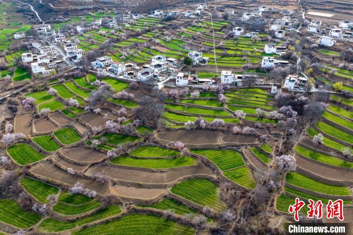 白松鎮(zhèn)桃花林中的白藏房?！⒅铱?攝