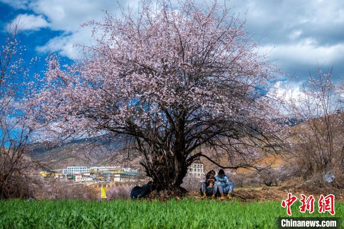 桃花樹下兩名女孩正在玩手機(jī)。　劉忠俊 攝