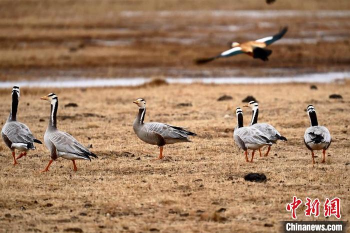 圖為成群的斑頭雁?！“?攝