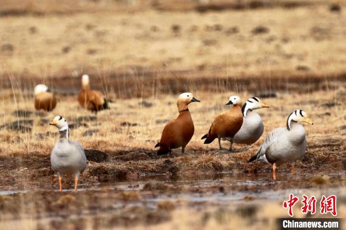 圖為斑頭雁和赤麻鴨。　包雷 攝