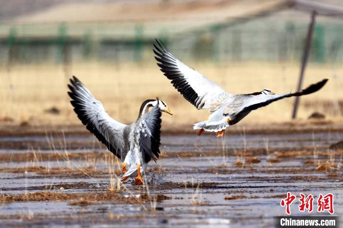 圖為斑頭雁嬉戲飛翔?！“?攝