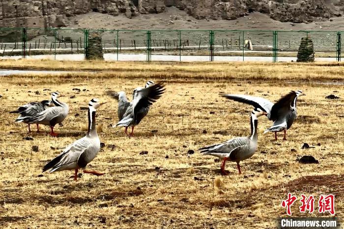 圖為斑頭雁?！“?攝