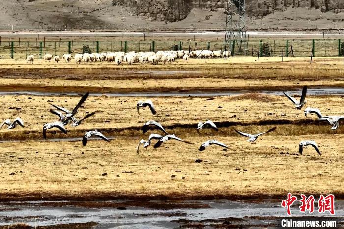 圖為斑頭雁在羊群邊飛翔?！“?攝