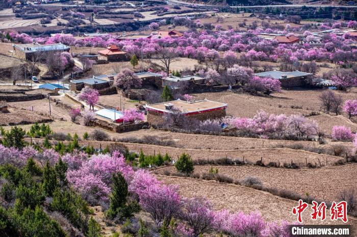 道孚麻灣村房前屋后的杏花繞村怒放?！『涡秀?攝