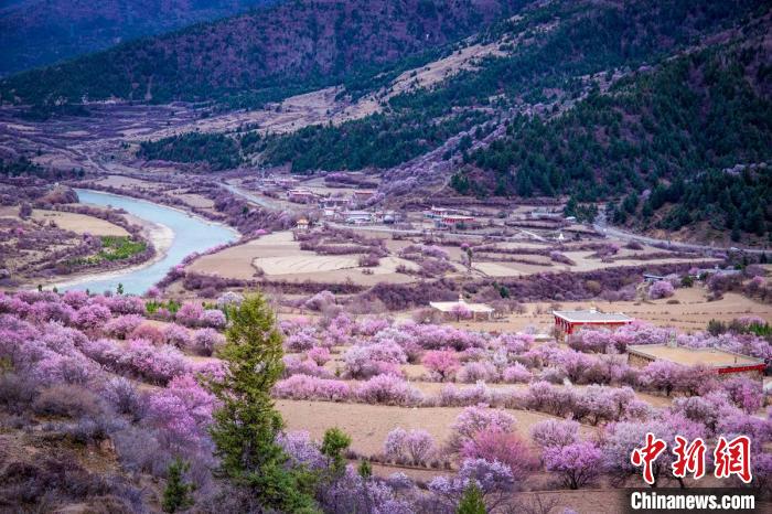道孚縣麻灣村上千株盛開的杏花將鄉(xiāng)村裝點(diǎn)一新?！『涡秀?攝