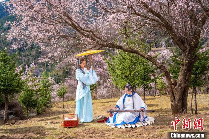 道孚杏花樹下的游客們?！√K銳 攝