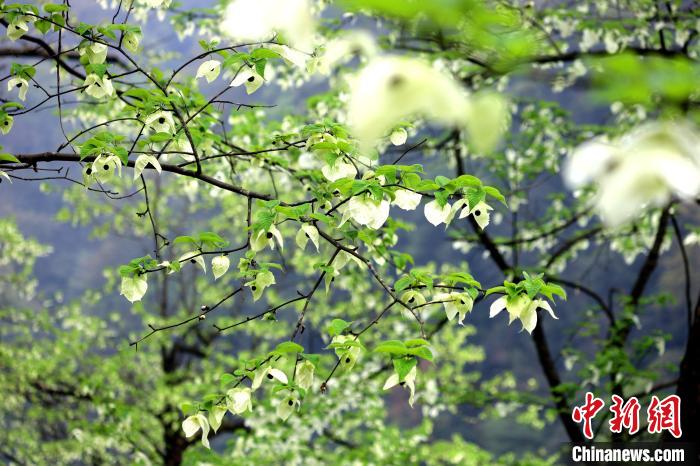 珙桐在春末夏初之際開花，花期較短?！螚?攝