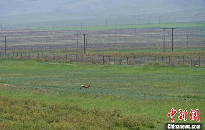 圖為一只普氏原羚在草場上奔跑。　馬銘言 攝