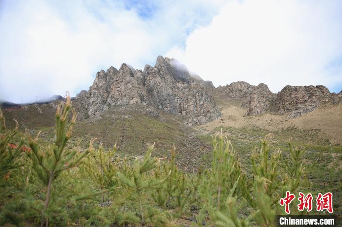 圖為拉薩南北山綠化工程拉薩曲水縣才納村5號(hào)片區(qū)。　貢確 攝