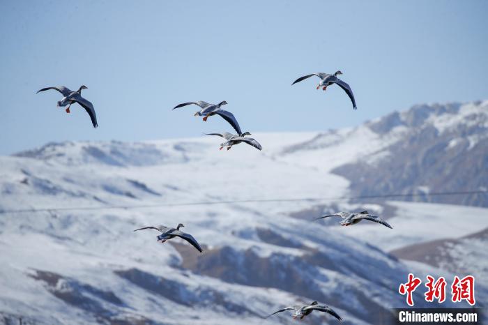 青海玉樹(shù):隆寶灘國(guó)際重要濕地迎來(lái)成群越冬候鳥(niǎo)
