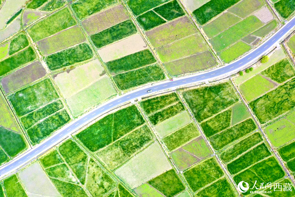 無人機視角下的西藏山南市瓊結(jié)農(nóng)田。人民網(wǎng)記者 次仁羅布攝