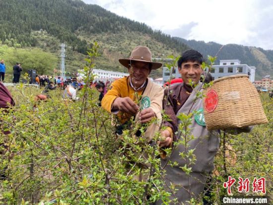 圖為當?shù)剞r(nóng)牧民進行藏雪茶采摘比賽?！⊥鮿x 攝