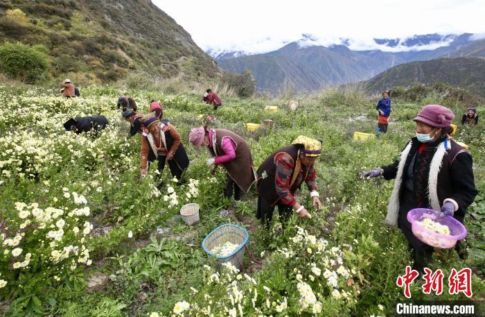 “落戶”黑水的杭白菊。桐鄉(xiāng)市宣傳部提供