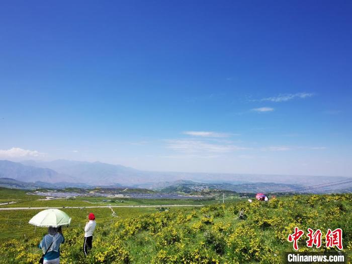 2020年07月07日拍攝于臨夏州積石山縣境內(nèi)，生態(tài)環(huán)境逐漸恢復(fù)，小黃花開遍山間。(資料圖) 殷春永 攝