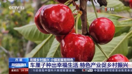 種蘑菇、養(yǎng)駱駝...。。特色產(chǎn)業(yè)助力鄉(xiāng)村振興走新路