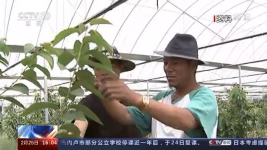 種蘑菇、養(yǎng)駱駝...。。特色產(chǎn)業(yè)助力鄉(xiāng)村振興走新路