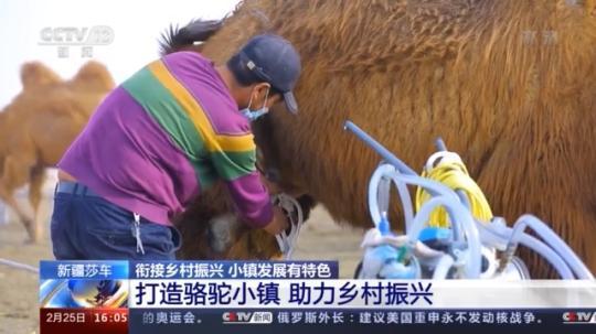 種蘑菇、養(yǎng)駱駝...。。特色產(chǎn)業(yè)助力鄉(xiāng)村振興走新路