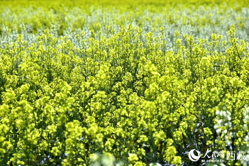 盛開的小油菜花。人民網(wǎng) 李海霞攝