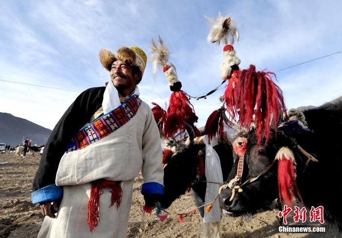 資料圖為2013年3月16日，拉薩市堆龍德慶區(qū)德慶村的農(nóng)民牽著牦牛參加春耕儀式，按照傳統(tǒng)方式由牦牛開第一犁。 <a target='_blank' href='/'><p  align=