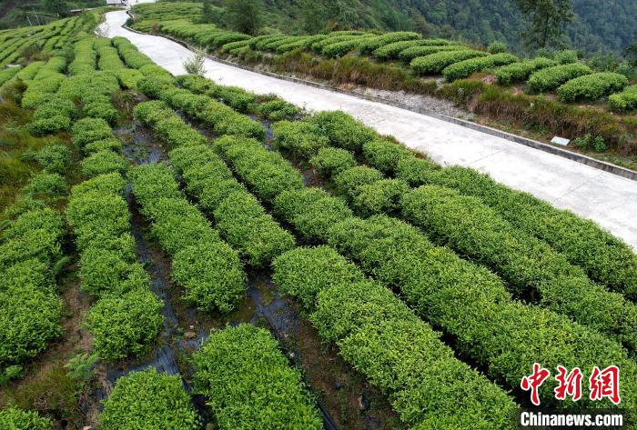 圖為西藏林芝市墨脫縣背崩鄉(xiāng)格林村山頂?shù)木坝^茶園。(無人機(jī)照片) 李林 攝
