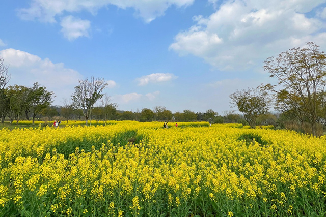 每到油菜花季，就有市民相約到重慶廣陽島上踏青賞花。鄒樂攝