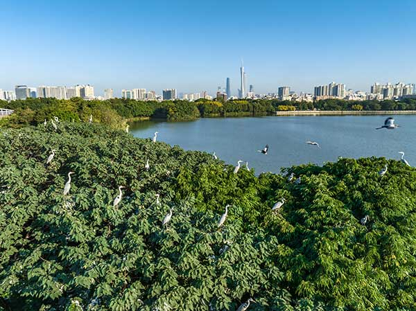 廣州海珠國(guó)家濕地公園一角。公園供圖