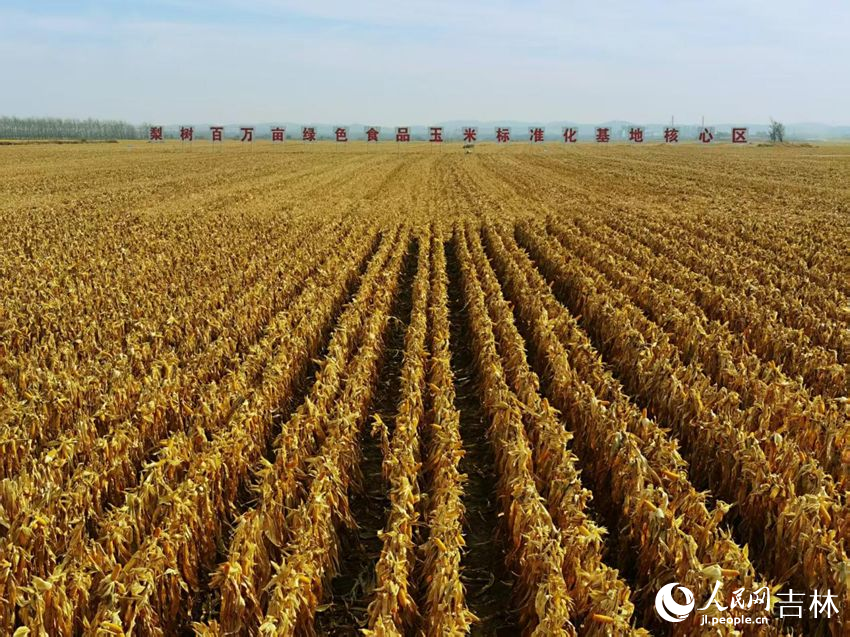 吉林黑土地上糧滿倉(cāng)（資料圖片）。人民網(wǎng)記者 王海躍攝