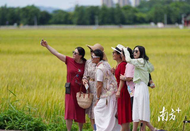 游客們在崖口村稻田前合影。