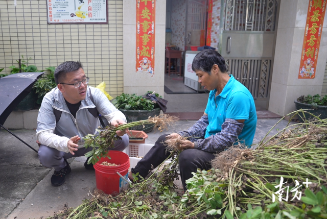 土地組成員張國強一邊幫村民做農(nóng)活一邊聊天。