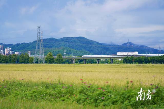 高鐵掠過崖口村稻田。