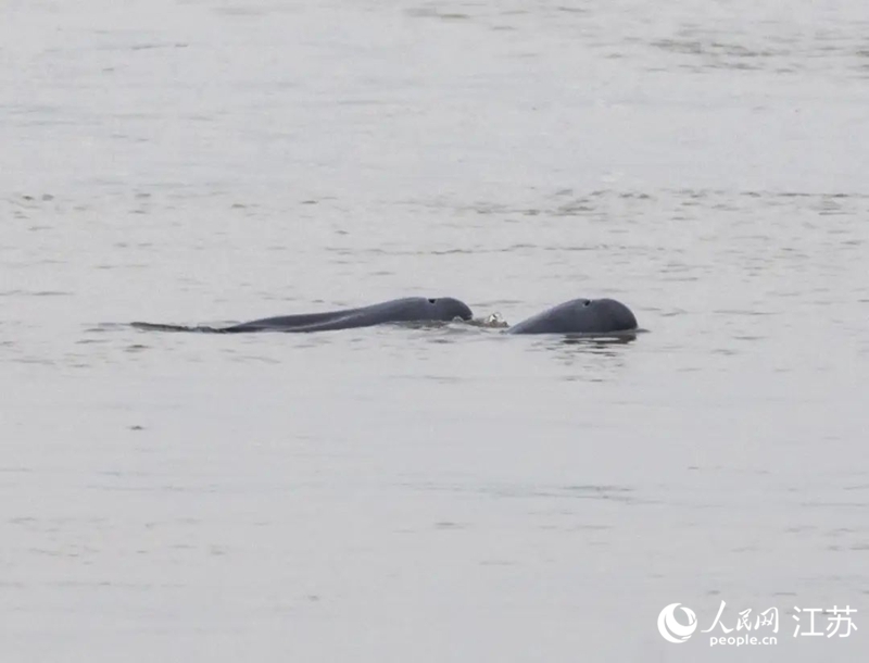 在南京長(zhǎng)江新濟(jì)洲國(guó)家濕地公園拍到的江豚。人民網(wǎng)記者 王丹丹攝