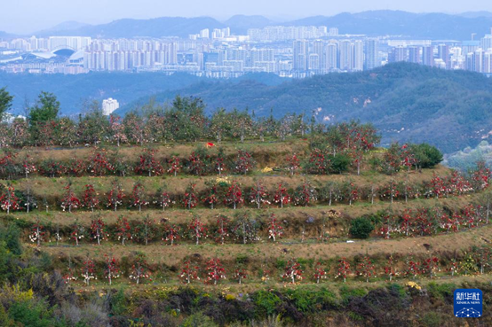 【高質(zhì)量發(fā)展看陜西】“上天”的延安蘋果，蘊(yùn)藏哪些新質(zhì)生產(chǎn)力