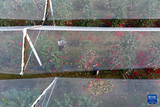 【高質(zhì)量發(fā)展看陜西】“上天”的延安蘋果，蘊(yùn)藏哪些新質(zhì)生產(chǎn)力