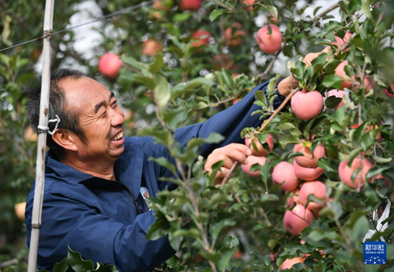 【高質(zhì)量發(fā)展看陜西】“上天”的延安蘋果，蘊(yùn)藏哪些新質(zhì)生產(chǎn)力