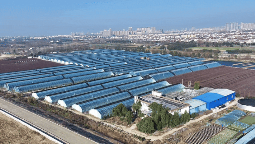 洋縣東聯(lián)村藍莓基地航拍。洋縣融媒體供圖