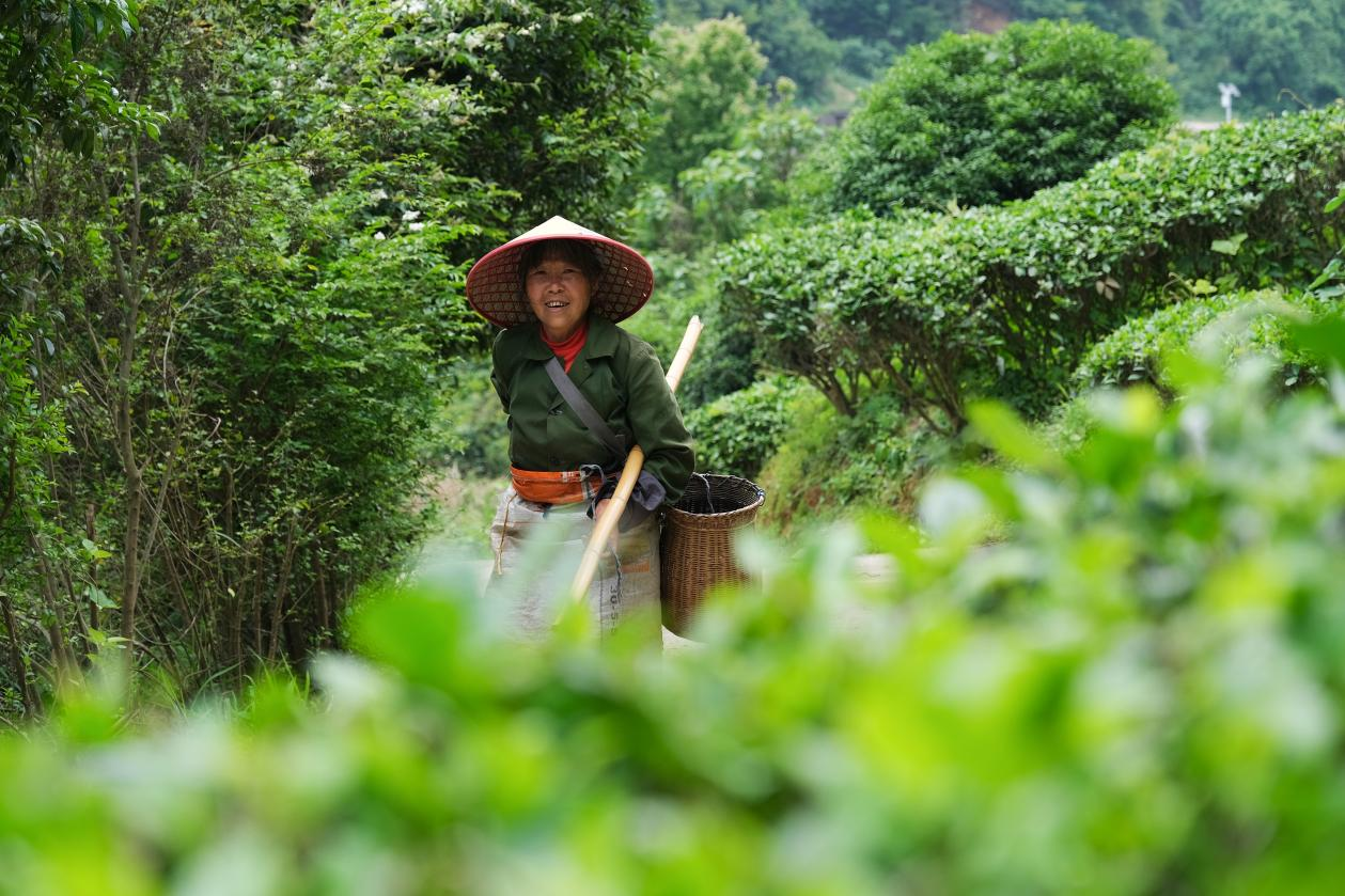 2024年4月24日，湖南省衡陽市耒陽市龍?zhí)伶?zhèn)江頭貢茶葉種植專業(yè)合作社，村民在茶山采摘茶葉，實現(xiàn)了家門口就業(yè)。