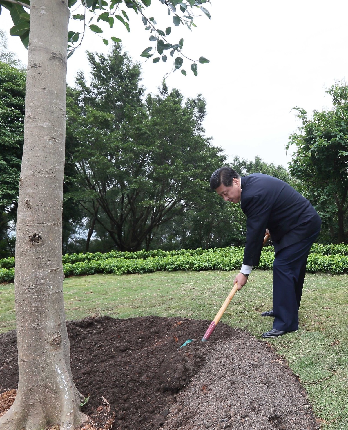 2012年12月8日，習(xí)近平在深圳蓮花山公園種下一棵高山榕樹。