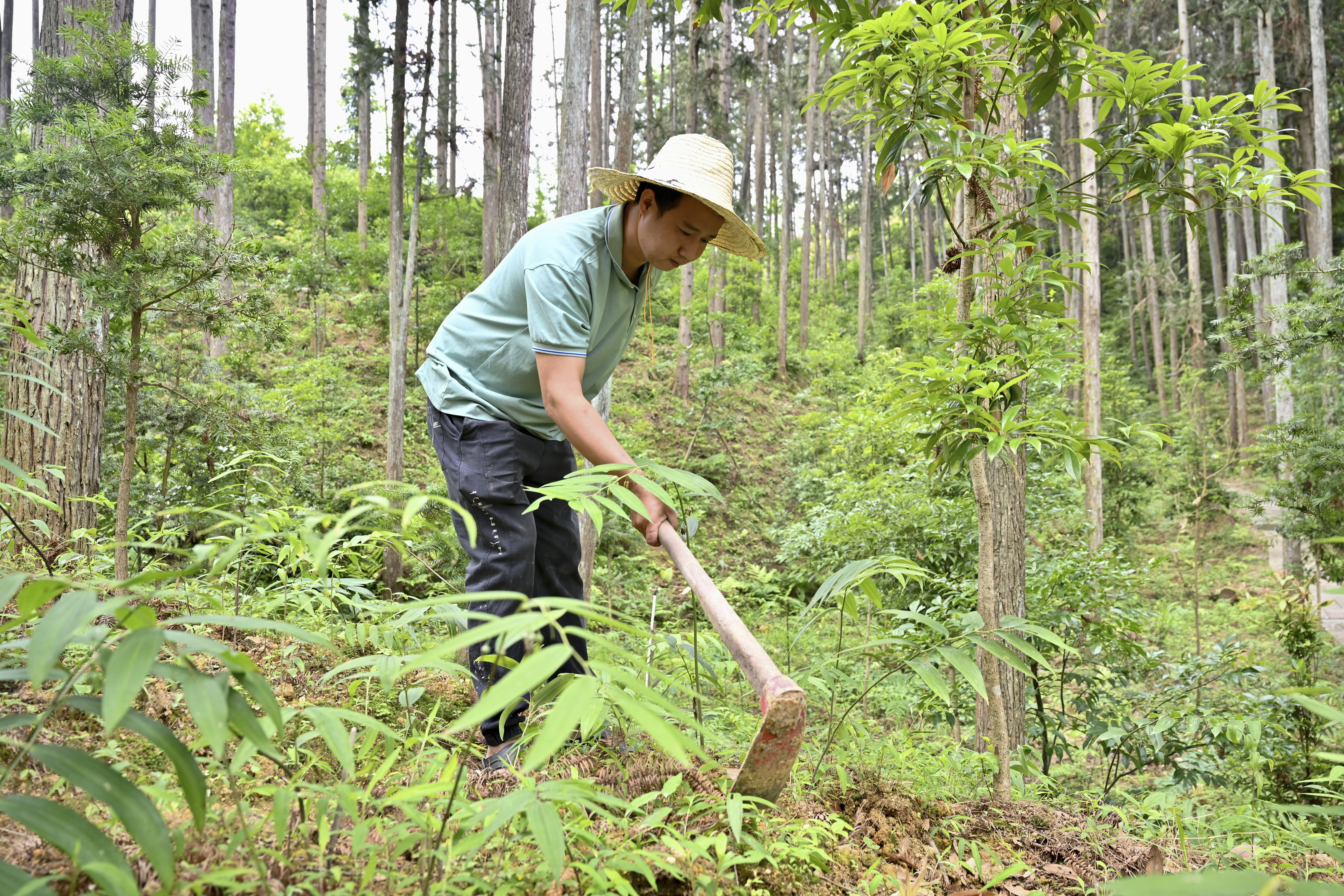 2024年5月9日，福建省三明市馬巖林下經(jīng)濟(jì)種植示范基地工人在管理林下種植的多花黃精。