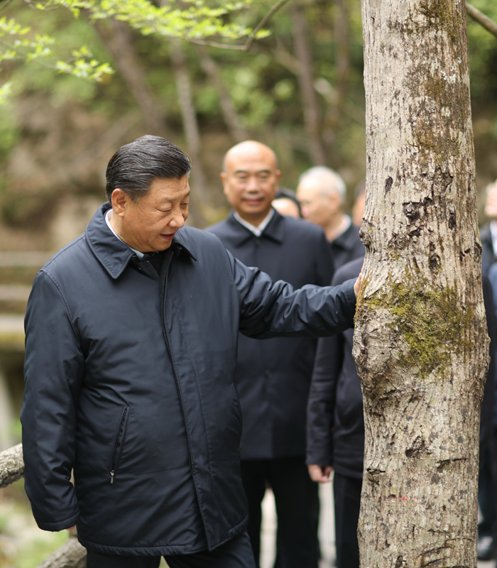 　2020年4月，習(xí)近平總書記來到位于商洛市柞水縣的秦嶺牛背梁國家級自然保護(hù)區(qū)，考察秦嶺生態(tài)保護(hù)情況。新華社記者 鞠鵬 攝