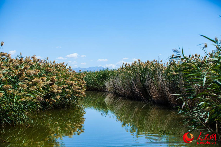 經(jīng)過(guò)治理的烏梁素海風(fēng)景秀美，蘆葦搖曳生姿。人民網(wǎng) 孟佳澍攝