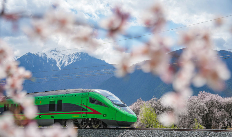 2025年4月2日，復(fù)興號(hào)列車(chē)穿行在拉林鐵路林芝段。