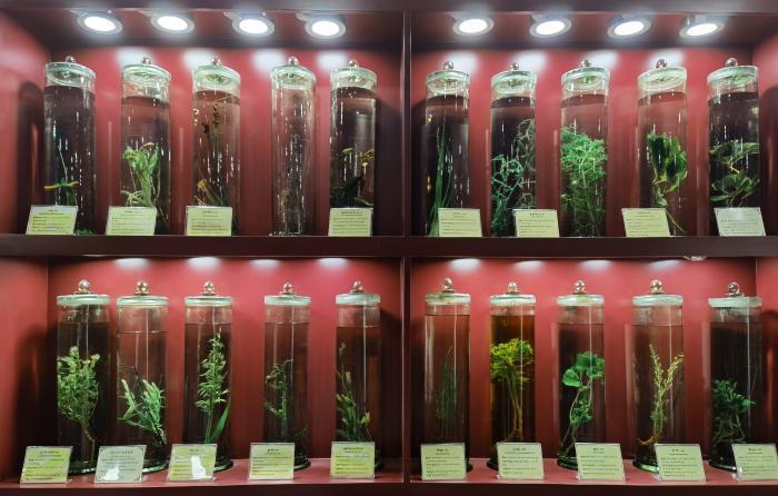 圖為藏藥藥材標(biāo)本。???張海?? ??.jpg