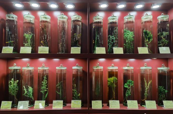 圖為藏藥藥材標(biāo)本。???張海?? ??.jpg