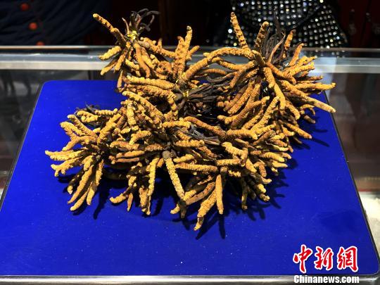 圖為冬蟲(chóng)夏草。　孫睿 攝