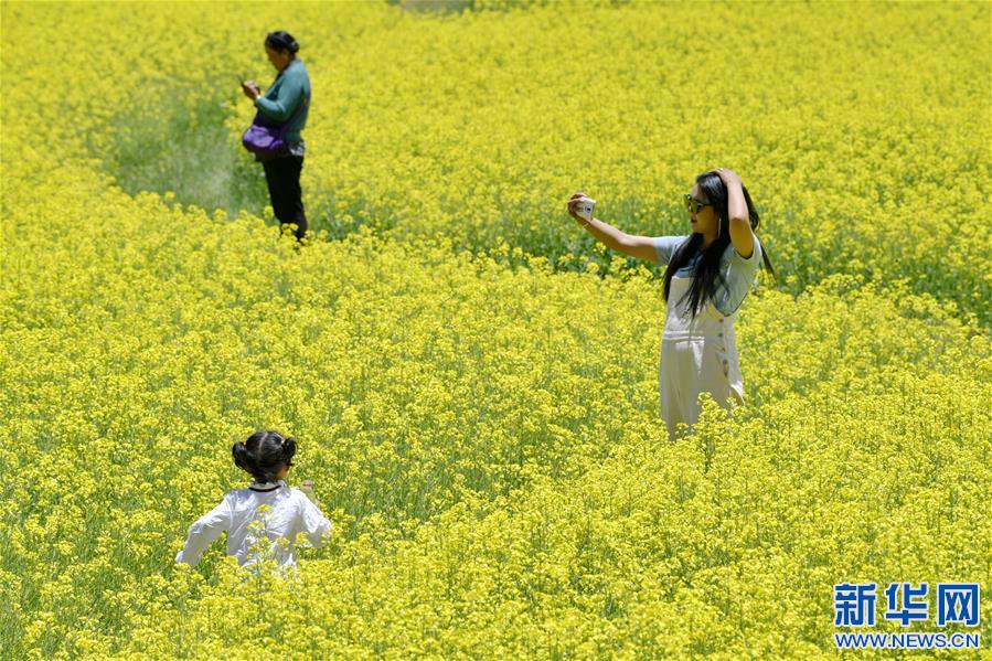 (新華視界)(4)西藏扎囊:油菜花開金燦燦