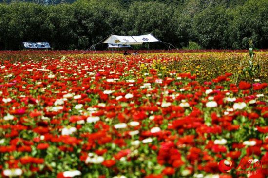 姆朵花海。次仁羅布 攝